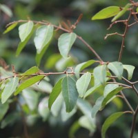 Ventilago madraspatana Gaertn.